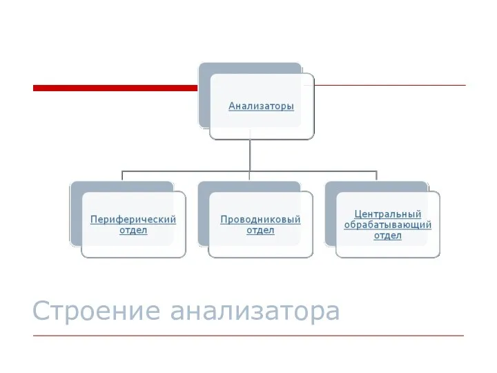 Строение анализатора