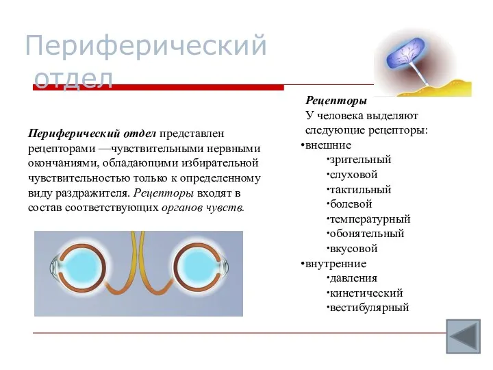 Периферический отдел Рецепторы У человека выделяют следующие рецепторы: внешние зрительный