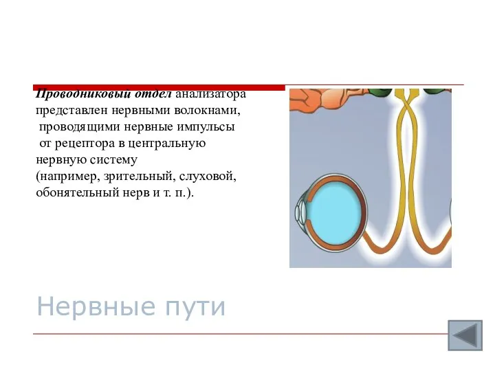 Нервные пути Проводниковый отдел анализатора представлен нервными волокнами, проводящими нервные