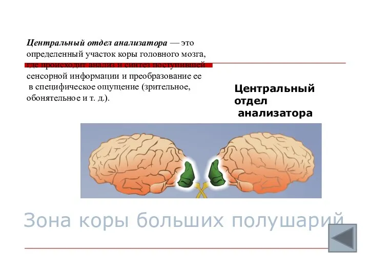 Зона коры больших полушарий Центральный отдел анализатора — это определенный участок коры головного