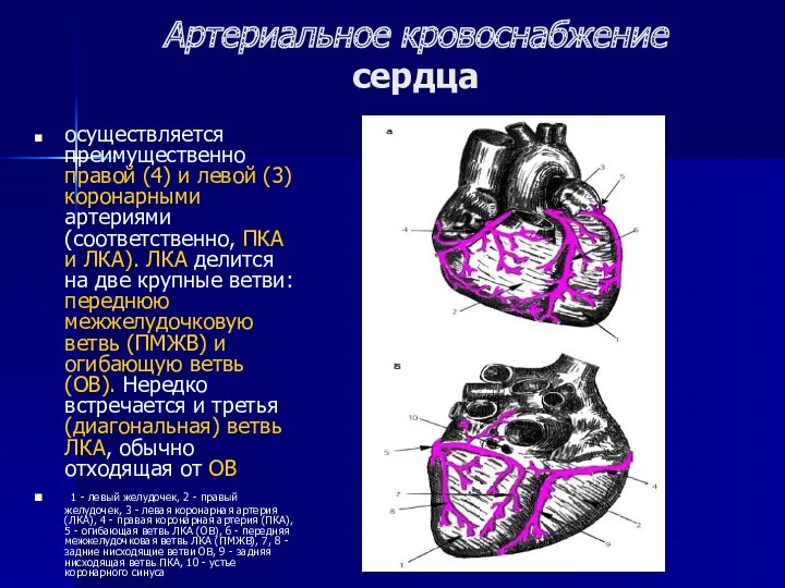 Артериальное кровоснабжение сердца осуществляется преимущественно правой (4) и левой (3) коронарными артериями (соответственно,