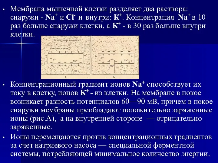 Мембрана мышечной клетки разделяет два раствора: снаружи - Na+ и Cl- и внутри: