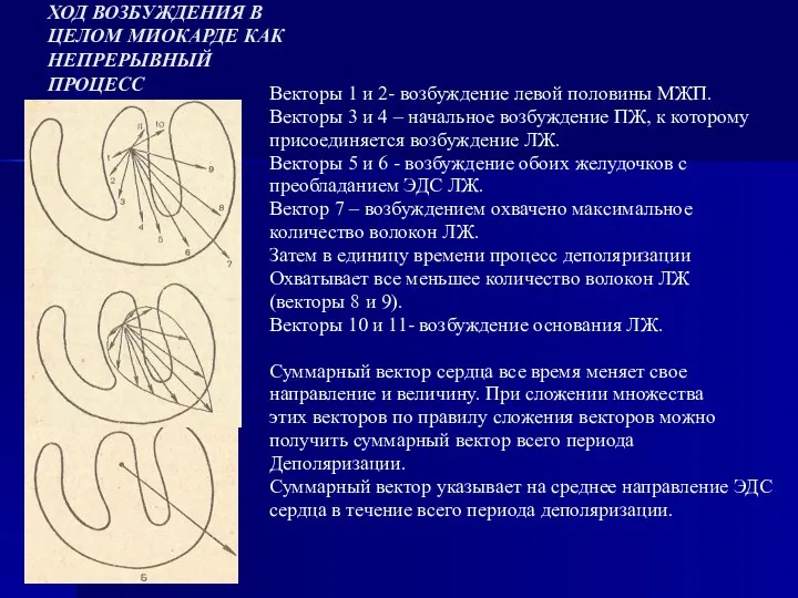 ХОД ВОЗБУЖДЕНИЯ В ЦЕЛОМ МИОКАРДЕ КАК НЕПРЕРЫВНЫЙ ПРОЦЕСС Векторы 1