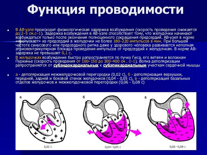 Функция проводимости В АВ-узле происходит физиологическая задержка возбуждения (скорость проведения