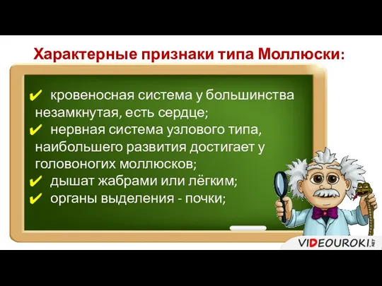 Характерные признаки типа Моллюски: кровеносная система у большинства незамкнутая, есть