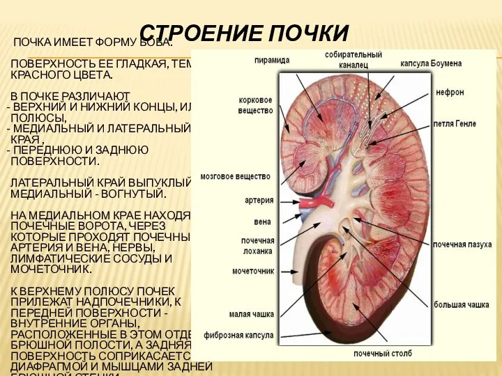 СТРОЕНИЕ ПОЧКИ ПОЧКА ИМЕЕТ ФОРМУ БОБА. ПОВЕРХНОСТЬ ЕЕ ГЛАДКАЯ, ТЕМНО-КРАСНОГО