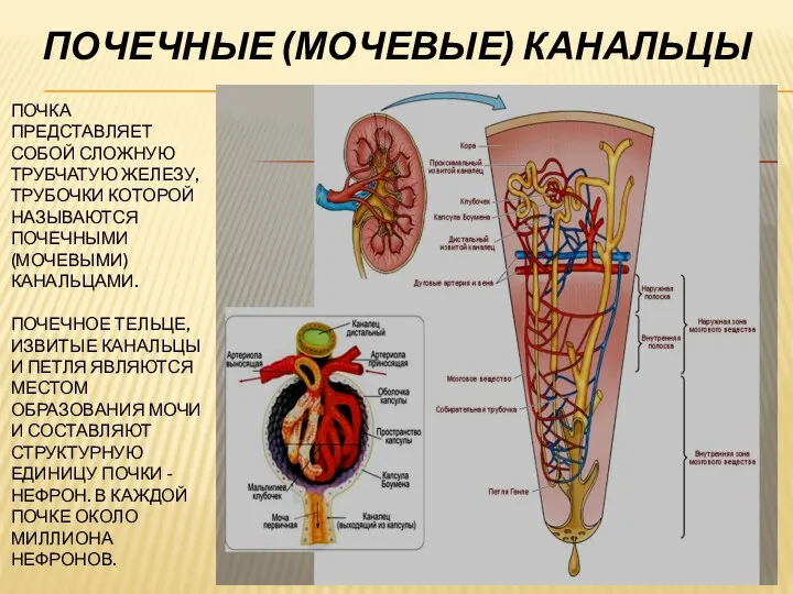 ПОЧКА ПРЕДСТАВЛЯЕТ СОБОЙ СЛОЖНУЮ ТРУБЧАТУЮ ЖЕЛЕЗУ, ТРУБОЧКИ КОТОРОЙ НАЗЫВАЮТСЯ ПОЧЕЧНЫМИ