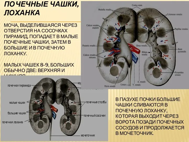 ПОЧЕЧНЫЕ ЧАШКИ, ЛОХАНКА МОЧА, ВЫДЕЛИВШАЯСЯ ЧЕРЕЗ ОТВЕРСТИЯ НА СОСОЧКАХ ПИРАМИД,