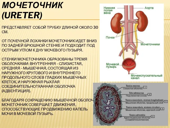 МОЧЕТОЧНИК (URETER) ПРЕДСТАВЛЯЕТ СОБОЙ ТРУБКУ ДЛИНОЙ ОКОЛО 30 СМ. ОТ