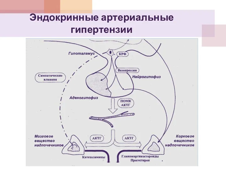 Эндокринные артериальные гипертензии