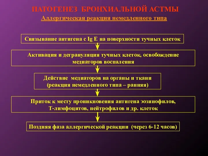 ПАТОГЕНЕЗ БРОНХИАЛЬНОЙ АСТМЫ Аллергическая реакция немедленного типа Связывание антигена с