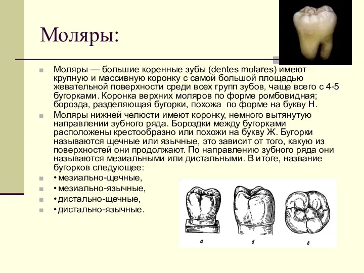 Моляры: Моляры — большие коренные зубы (dentes molares) имеют крупную и массивную коронку
