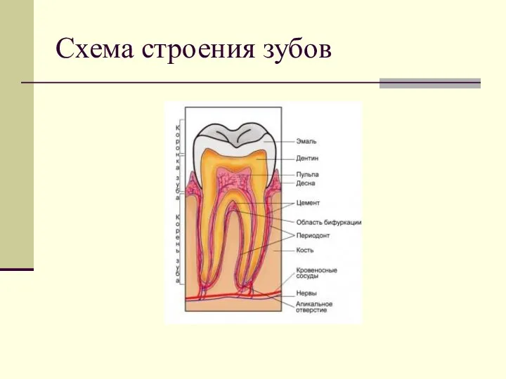 Схема строения зубов