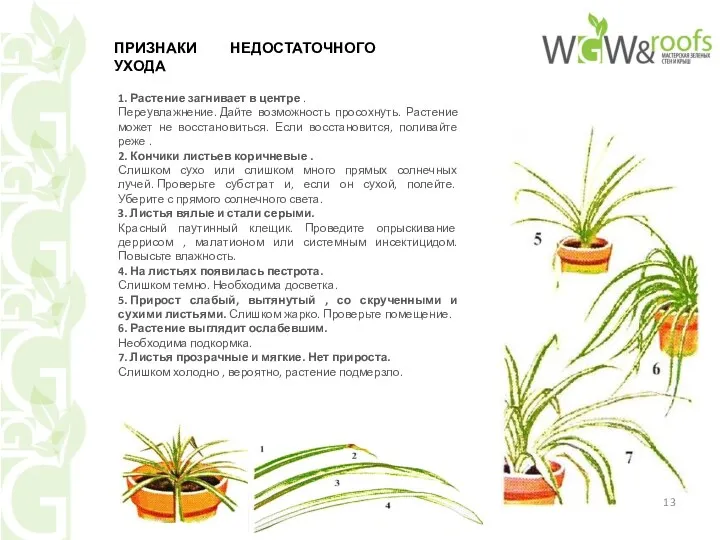 1. Растение загнивает в центре . Переувлажнение. Дайте возможность просохнуть.