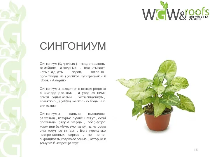 Сингониум (Syngonium )- представитель семейства ароидных , насчитывает четырнадцать видов,