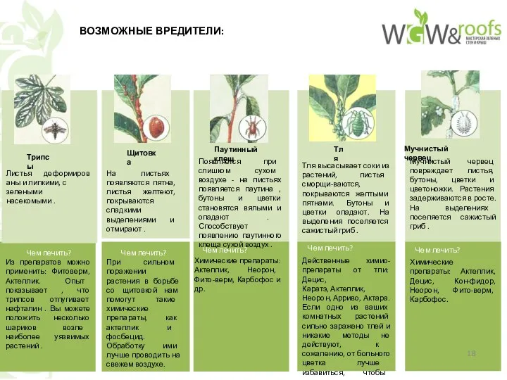 Тля высасывает соки из растений, листья сморщи-ваются, покрываются желтыми пятнами.