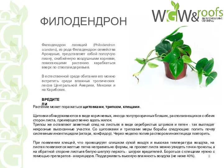 Филодендрон лазящий (Philodendron scandens), из рода Филадендрон семейства Ароидные, представляет