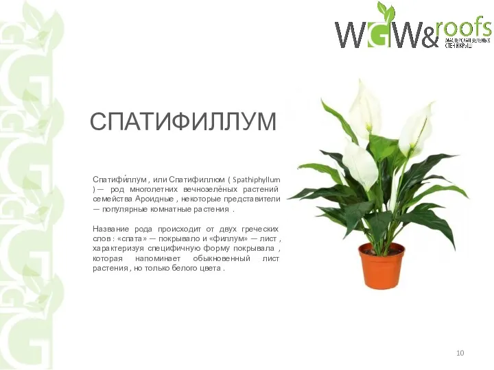 Спатифи́ллум , или Спатифиллюм ( Spathiphyllum ) — род многолетних