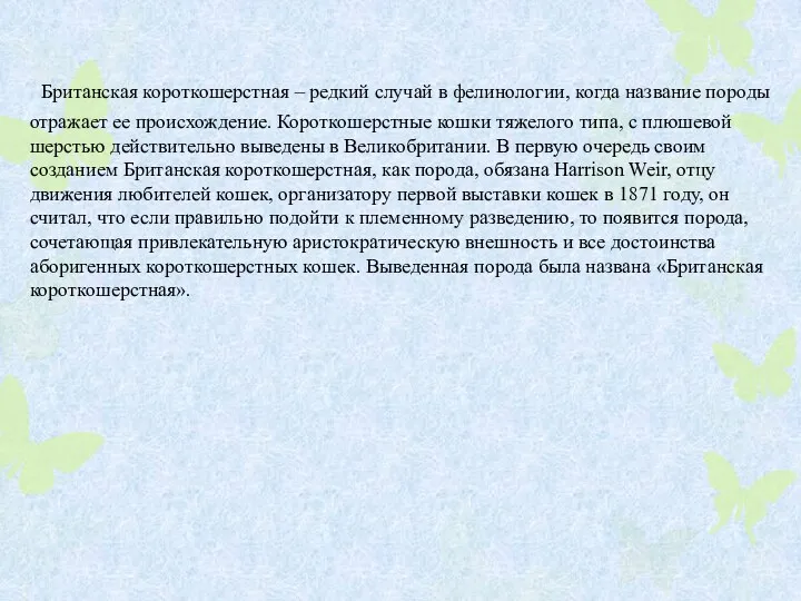 Британская короткошерстная – редкий случай в фелинологии, когда название породы