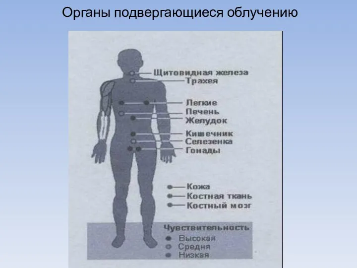 Органы подвергающиеся облучению