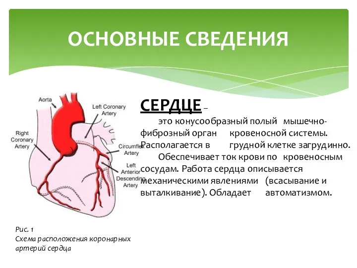 ОСНОВНЫЕ СВЕДЕНИЯ СЕРДЦЕ – это конусообразный полый мышечно-фиброзный орган кровеносной