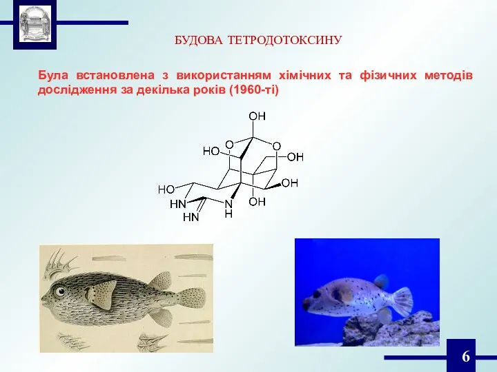 БУДОВА ТЕТРОДОТОКСИНУ Була встановлена з використанням хімічних та фізичних методів дослідження за декілька років (1960-ті)
