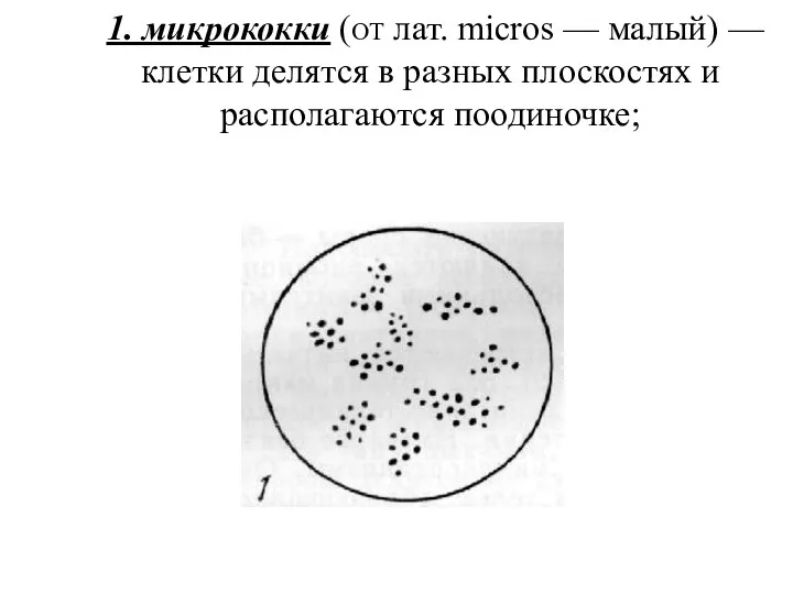 1. микрококки (от лат. micros — малый) — клетки делятся в разных плоскостях и располагаются поодиночке;