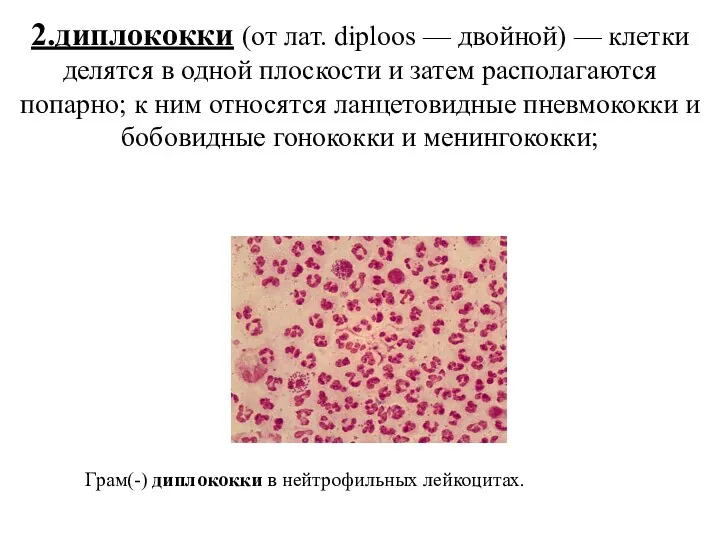 2.диплококки (от лат. diploos — двойной) — клетки делятся в одной плоскости и
