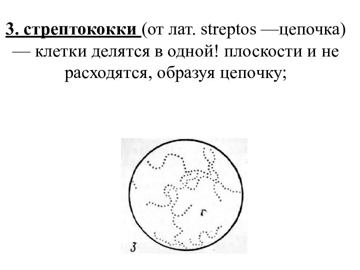 3. стрептококки (от лат. streptos —цепочка) — клетки делятся в одной! плоскости и