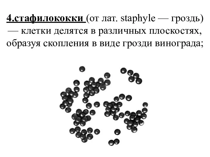 4.стафилококки (от лат. staphyle — гроздь) — клетки делятся в различных плоскостях, образуя