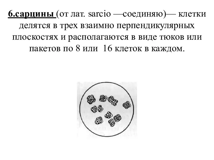 6.сарцины (от лат. sarcio —соединяю)— клетки делятся в трех взаимно перпендикулярных плоскостях и