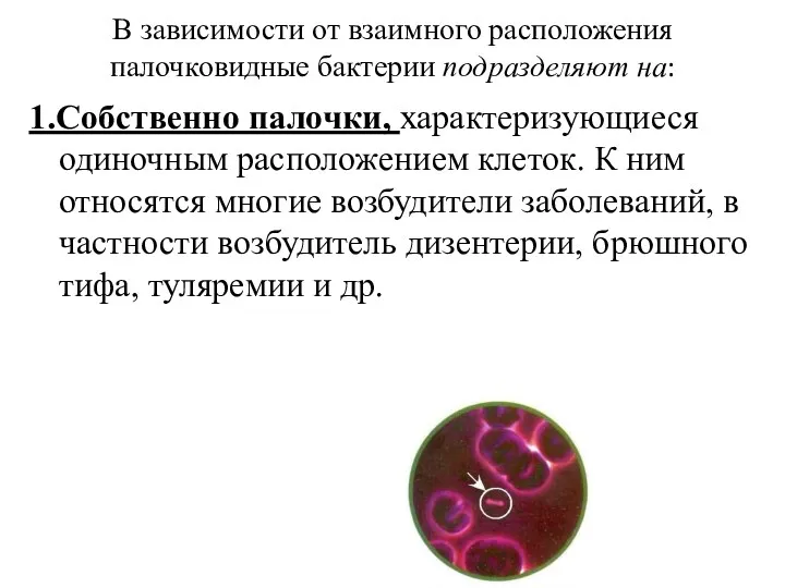 В зависимости от взаимного расположения палочковидные бактерии подразделяют на: 1.Собственно палочки, характеризующиеся одиночным