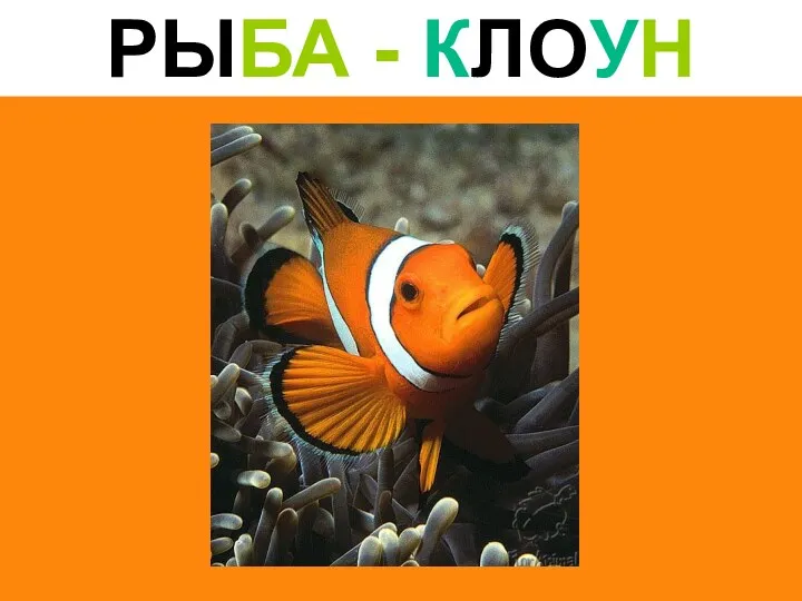 РЫБА - КЛОУН