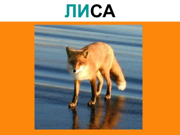 ЛИСА