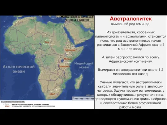 Австралопитек вымерший род гоминид. Из доказательств, собранных палеонтологами и археологами,