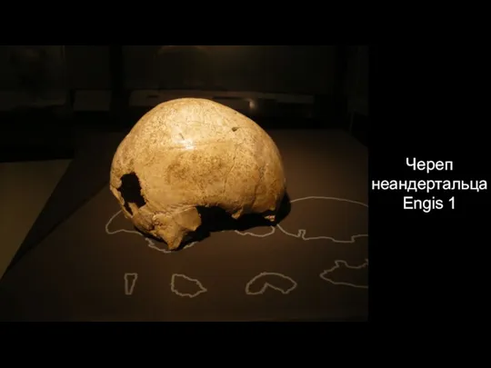Череп неандертальца Engis 1