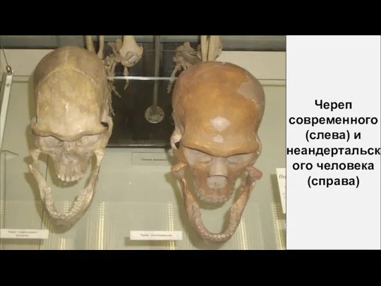 Череп современного (слева) и неандертальского человека (справа)