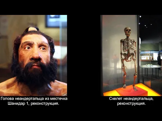 Голова неандертальца из местечка Шанидар 1, реконструкция. Скелет неандертальца, реконструкция.