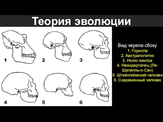 Вид черепа сбоку 1. Горилла 2. Австралопитек 3. Homo erectus