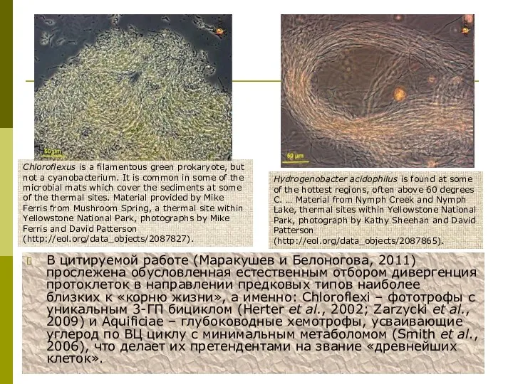 В цитируемой работе (Маракушев и Белоногова, 2011) прослежена обусловленная естественным