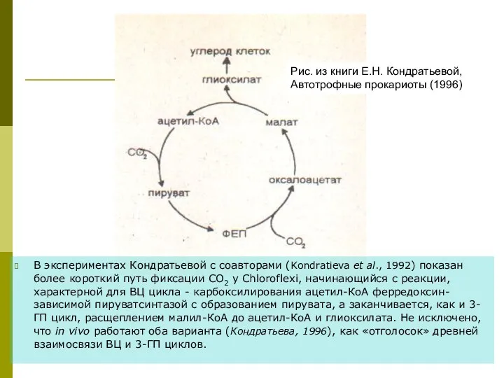 В экспериментах Кондратьевой с соавторами (Kondratieva et al., 1992) показан