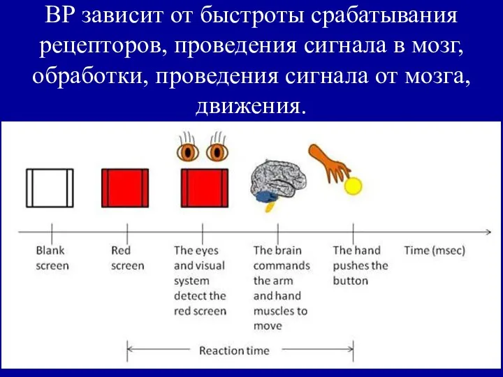 ВР зависит от быстроты срабатывания рецепторов, проведения сигнала в мозг, обработки, проведения сигнала от мозга, движения.