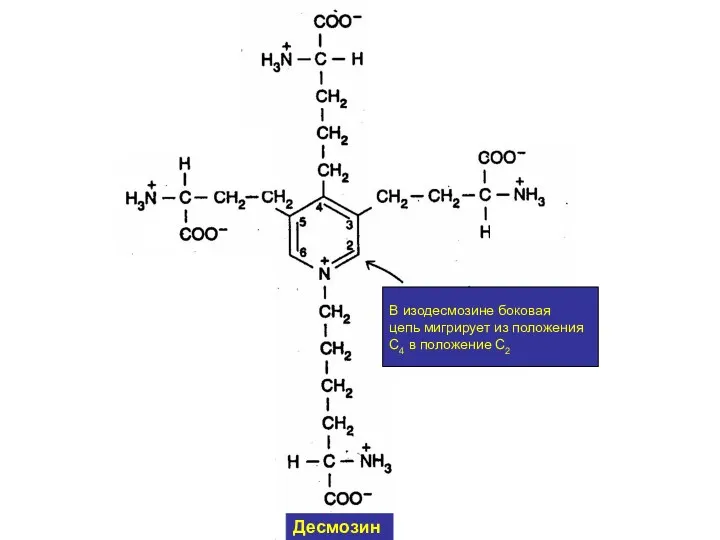 В изодесмозине боковая цепь мигрирует из положения С4 в положение С2 Десмозин