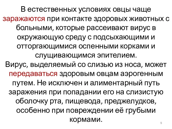 В естественных условиях овцы чаще заражаются при контакте здоровых животных