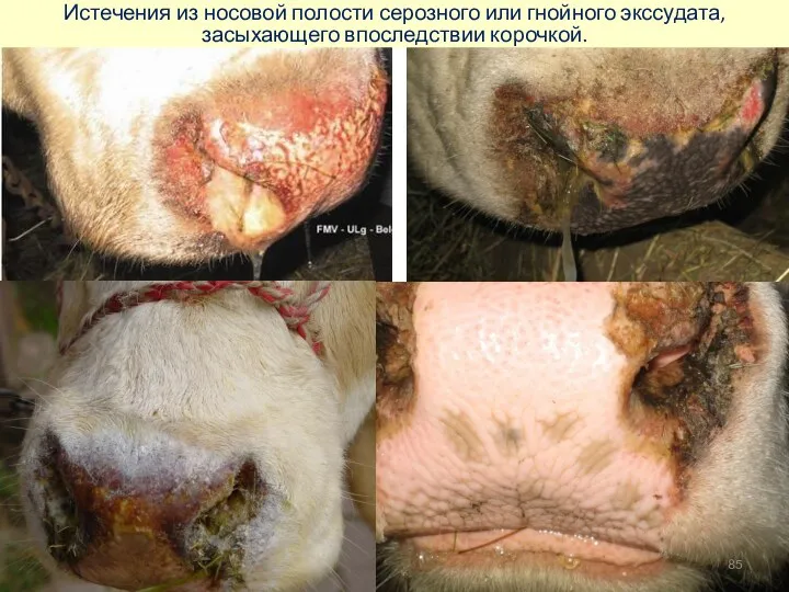 Истечения из носовой полости серозного или гнойного экссудата, засыхающего впоследствии корочкой.