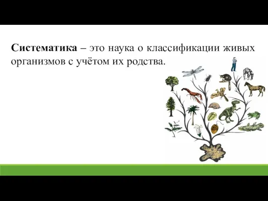 Систематика – это наука о классификации живых организмов с учётом их родства.