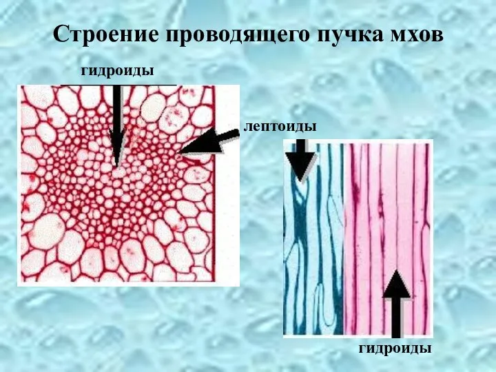 Строение проводящего пучка мхов гидроиды лептоиды гидроиды