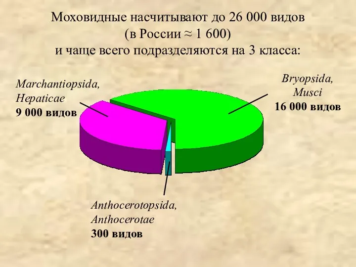 Моховидные насчитывают до 26 000 видов (в России ≈ 1 600) и чаще