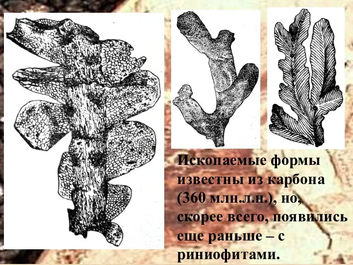 Ископаемые формы известны из карбона (360 млн.л.н.), но, скорее всего, появились еще раньше – с риниофитами.