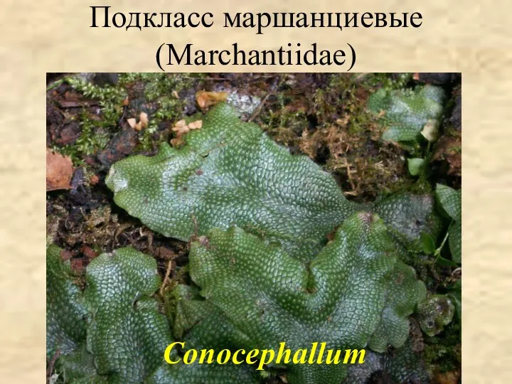Подкласс маршанциевые (Marchantiidae) Conocephallum